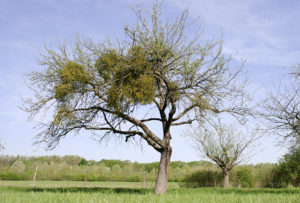 Apfelbaum mit Misteln