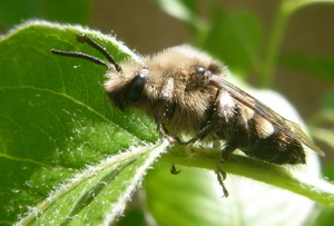 Melecta albifrons 190424 121_Bildgröße ändern