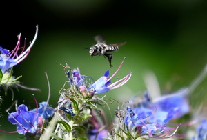 Garten_Steidle - 101_Bildgröße ändern